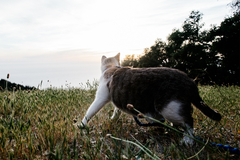 Illustration for article titled How To Take Your Cat Camping
